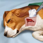 Скачать Operate Now: Animal Hospital [мод: много жизней] на Андроид