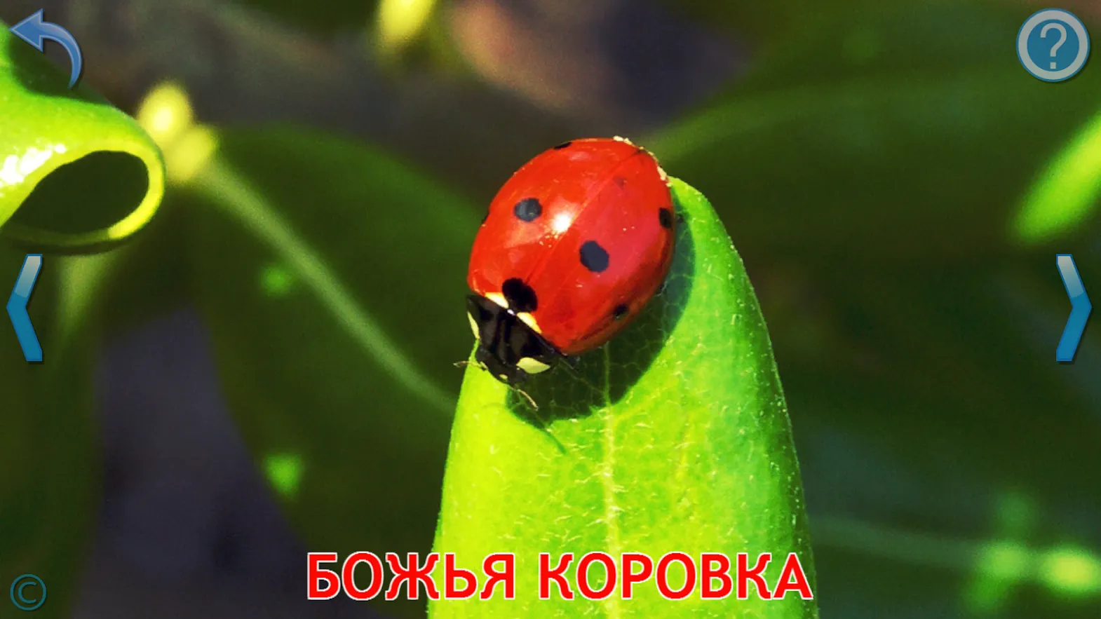Малыш учит животных (полная) [мод: полная версия] Screenshot 5