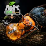 Скачать Ant Sim Tycoon v3 APK Мод (Меню, Много денег) на Андроид