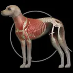 Скачать Dog Anatomy: Canine 3D на Андроид
