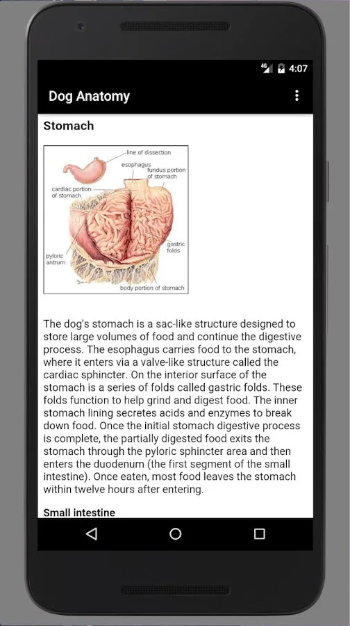 Dog Anatomy: Canine 3D Screenshot 1 Dog Anatomy: Canine 3D Screenshot 1